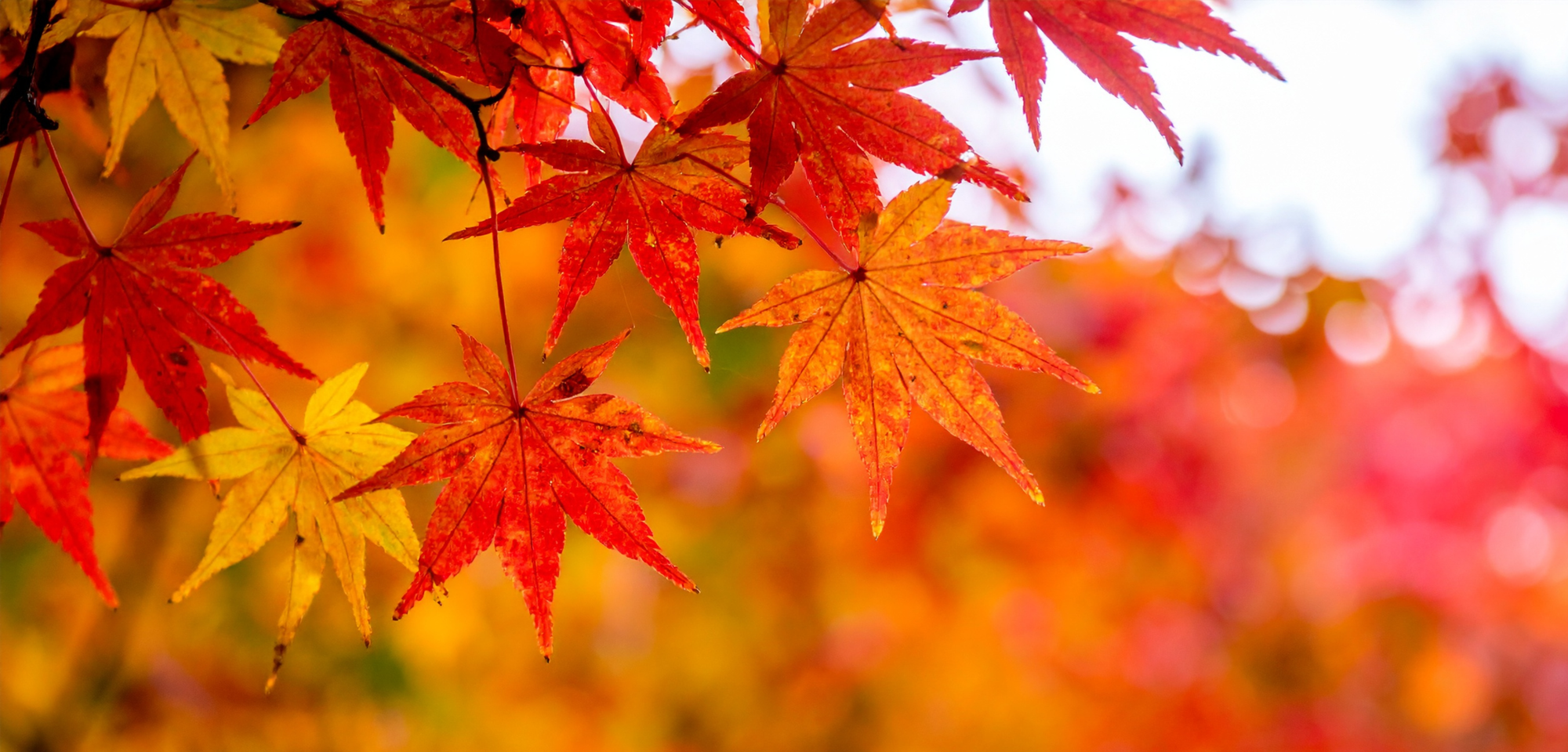 Autumn Fair  2026