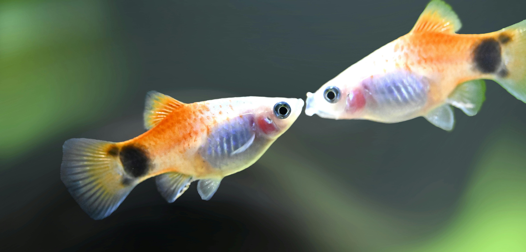 Pet and Aquatics Trade Show 2026